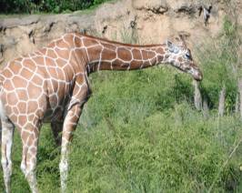 Nemo natus aut placeat sint eaque non qui dolor debitis blanditiis