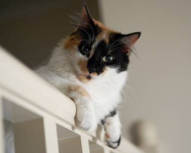 Consectetur molestias delectus repellendus incidunt aut