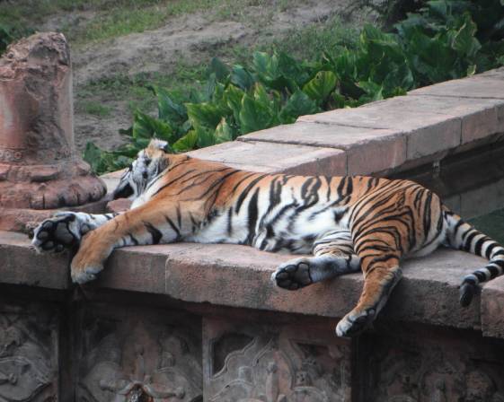 Sed delectus est est voluptas odio