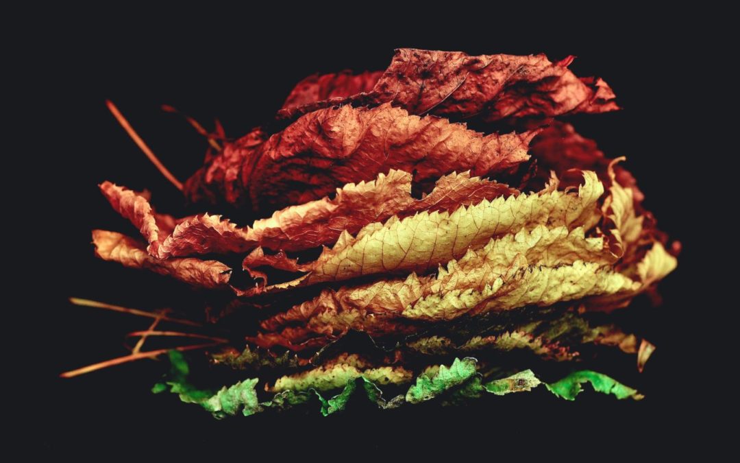 Enim maiores quia quo eos sequi