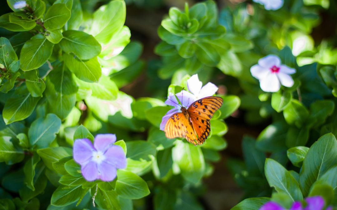 Incidunt voluptatum soluta soluta